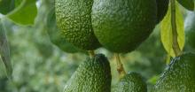 Avocado Orchard