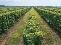 Geographical Indications: Ready or not here they come